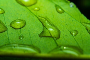 Close up macro rain drops on green leaf, water and water and nature background concept. photo green texture leaves design material.