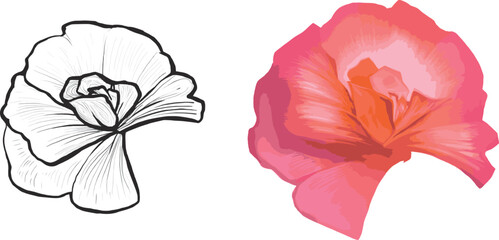 Set orchid drawing clipart flower digital painting line art for wedding card, coloring design element color cartoon realistic drawing stylized plant botanical illustration