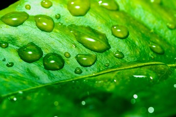 Close up macro rain drops on green leaf, water and water and nature background concept. photo green texture leaves design material.