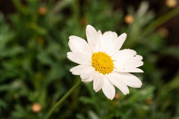 Obraz premium White Aster (Tribe Astereae) Garden daisies bloom in the summer garden. Macro summer. Chamomile flowers in sunlight close-up. Field daisies as flowers background with copy space
