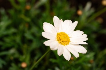 White Aster (Tribe Astereae) Garden daisies bloom in the summer garden. Macro summer. Chamomile flowers in sunlight close-up. Field daisies as flowers background with copy space