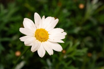 White Aster (Tribe Astereae) Garden daisies bloom in the summer garden. Macro summer. Chamomile flowers in sunlight close-up. Field daisies as flowers background with copy space