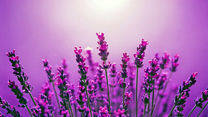 Naklejka premium Serene minimalist illustration of lavender flowers with soft pastel background, perfect for themes of wellness, relaxation, and tranquility. 