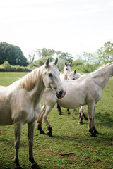 Obraz premium Horses in a grassy field