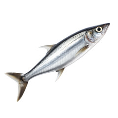Naklejka premium anchovys isolated on the transparent background 