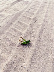 Большой зеленый кузнечик на песке