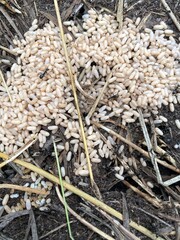 Кладка яиц черных муравьев на земле в саду.