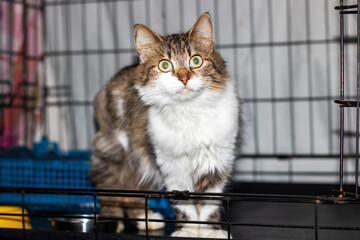 A cat sits in a cage, focusing on the camera with its eyes