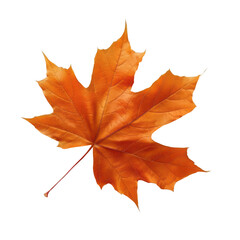 Obraz premium A leaf with a red tip is shown on a Transparent Background