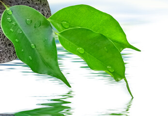 Feuilles de ficus vert sur galets 