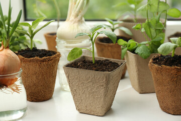 Many different seedlings in pots and sprouted onion on window sill, closeup