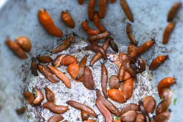 Orange Spanish slugs Arion vulgaris collected in a bucket from the garden. Control of garden pests