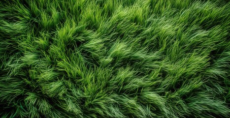Green grass, top view background texture. Home garden lawn, sports field. AI generated.