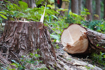 Felled Tree and Stump in Forest（森の中で伐採された大木と切り株）