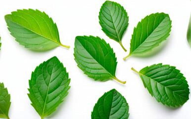 Obraz premium mint leaves on a white background