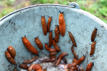 Many orange Spanish slugs Arion vulgaris collected in a bucket from the garden. Control of garden...