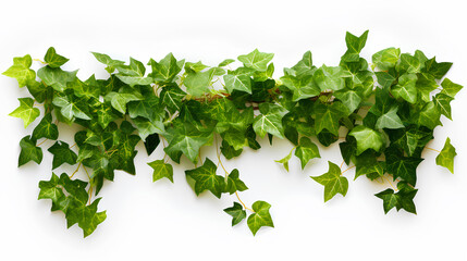 Obraz premium ivy plants isolated on white background