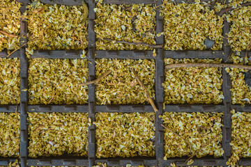 Obraz premium Petals from a blooming acacia tree on a wrought iron lattice, flat lay and idea for background