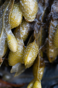 Macro image of bladderwrack seaweed at Porthpean Beach Cornwall