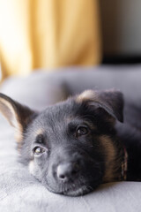 Cachorro de pastor alemán
