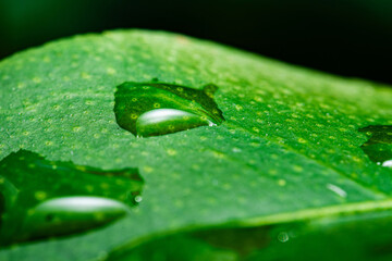 Background wallpaper close up macro rain drops on green leaf, water and water and nature background concept. photo green texture leaves design material.