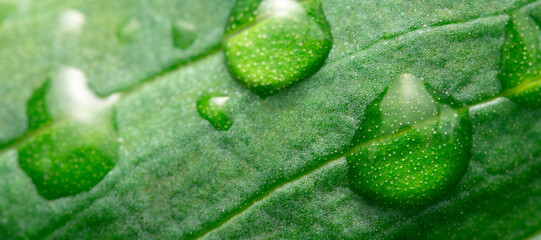 Background wallpaper close up macro rain drops on green leaf, water and water and nature background...