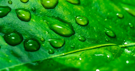 Background wallpaper close up macro rain drops on green leaf, water and water and nature background concept. photo green texture leaves design material.