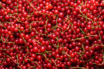 Close up of red currant berries. Food photography
