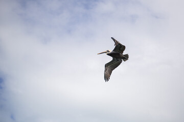 coastal seabirds pelicans flying over sandy shore island bay over moored fisherman's boats of gulf of Mexico