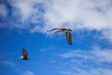 coastal seabirds pelicans flying over sandy shore island bay over moored fisherman's boats of gulf of Mexico