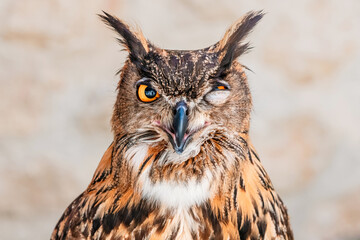 An owl with a comical face, embodying the concept of insomnia and nervousness, perfect for illustrating the struggles of sleeplessness and deadlines.