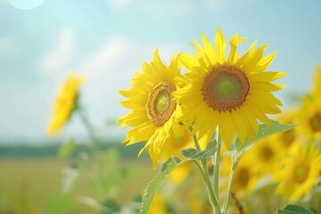 A field of vibrant yellow sunflowers with one flower in focus, highlighting the beauty of nature - Generative ai