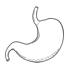 Stomach. Internal organs. Icon on a white background. One line