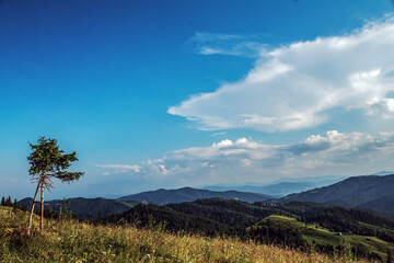 Obraz premium Landscapes - Forest - Europe, Romania, Suceava region