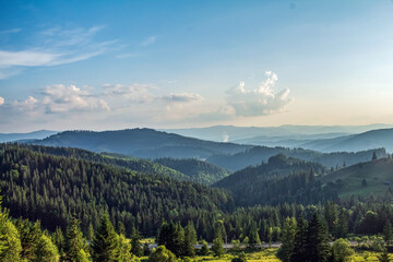 Landscapes - Forest - Europe, Romania, Suceava region