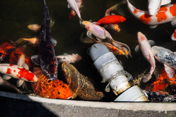 Water pipeline and filtration in a koi pond.