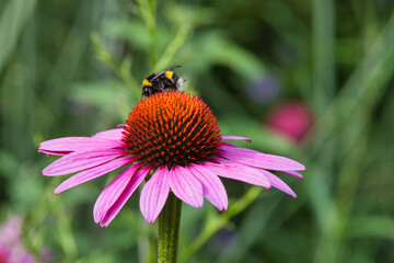 Roter Sonnenhut mit Hummel