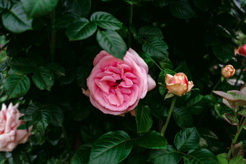 Beautiful pink hybrid tea rose flower on bright green foliage, floral greeting card concept, close up