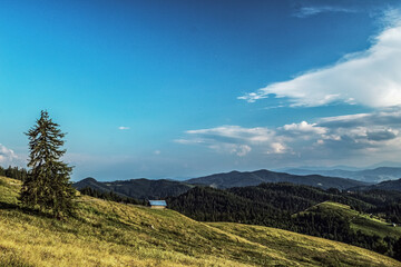 Landscapes - Forest - Europe, Romania, Suceava region