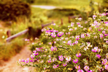 Beautiful inspirational rural scene with wooden fence and wild grass with flowers by the path on the hill, hot summer late sun. Slow living, happy concept. Selective focus