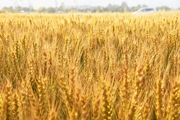 Golden Wheat Field Landscape（黄金色の麦畑の風景）