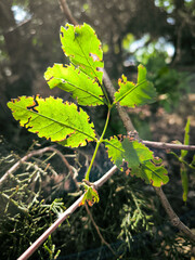 A branch with leaves with the reflection of the sun on it.