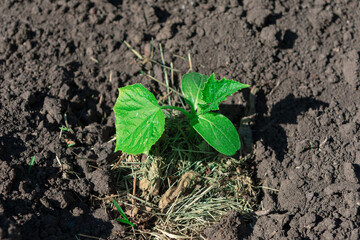 Small plant is growing in the dirt. Green leaves of young cucumber plant