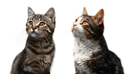 Fototapeta premium Two cats with curious expressions and captivating eyes, one tabby and one tricolor, gazing upwards against an isolated background.