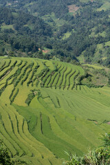 Scenic view of rice terraces near Bac Ha, Lao Cai Province, Northern Vietnam