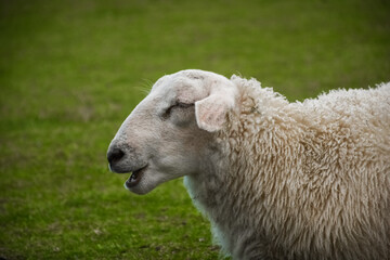 Obraz premium Cute sheep in the green meadow of Lofoten Islands, Norway