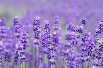 Purple lavender on a blurred background in close-up. Postcard