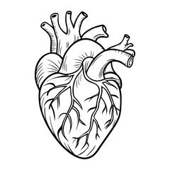 human heart. Internal organs. Icon on a white background. One line