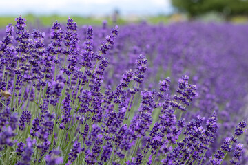 Tall spike-shaped lavender flowers close-up on the left