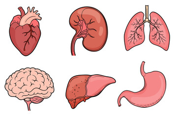 Set of isolated icons with different human internal organs cartoon style